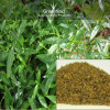 Kalmegh medicinal seeds ( andrographis paniculata )